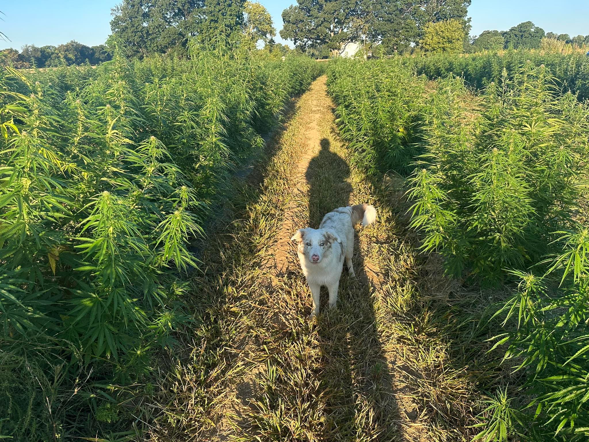 Aero the farm dog in the hemp rows