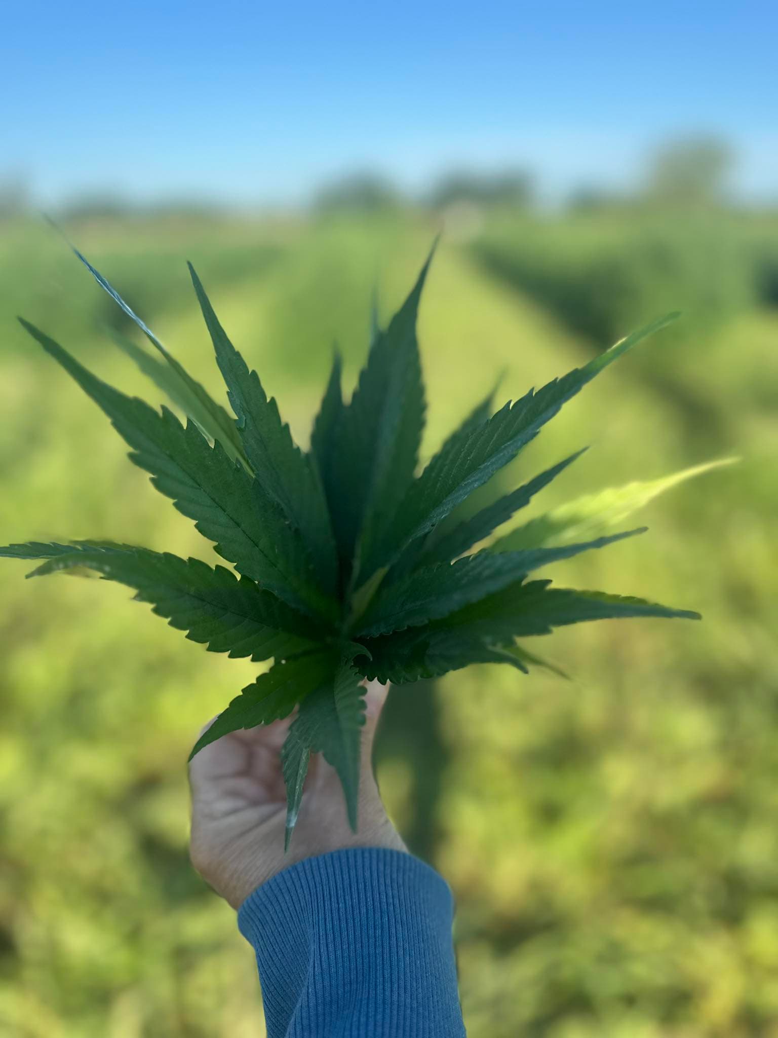 Hand holding hemp fan leaves