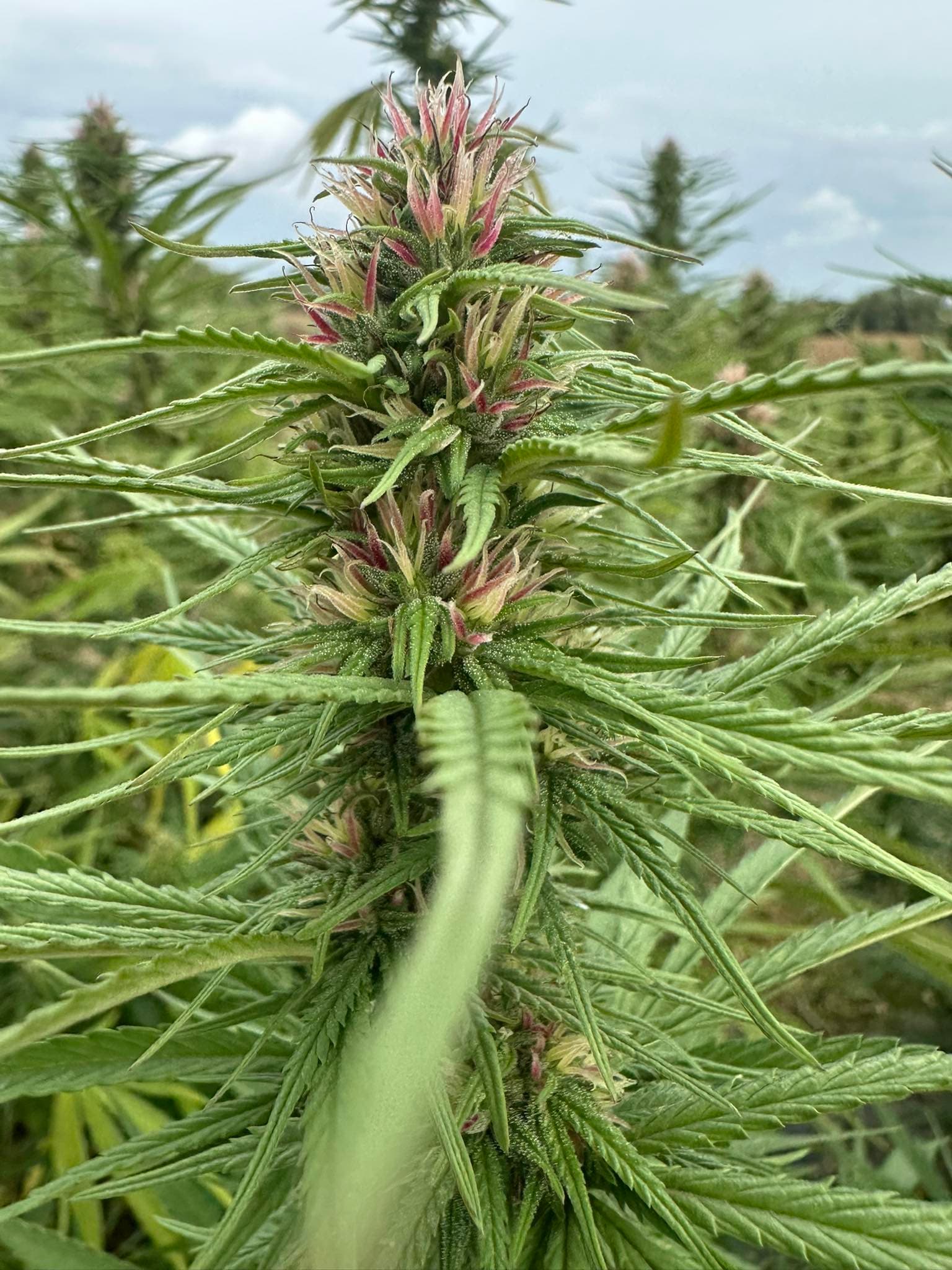 Close-up of hemp flower