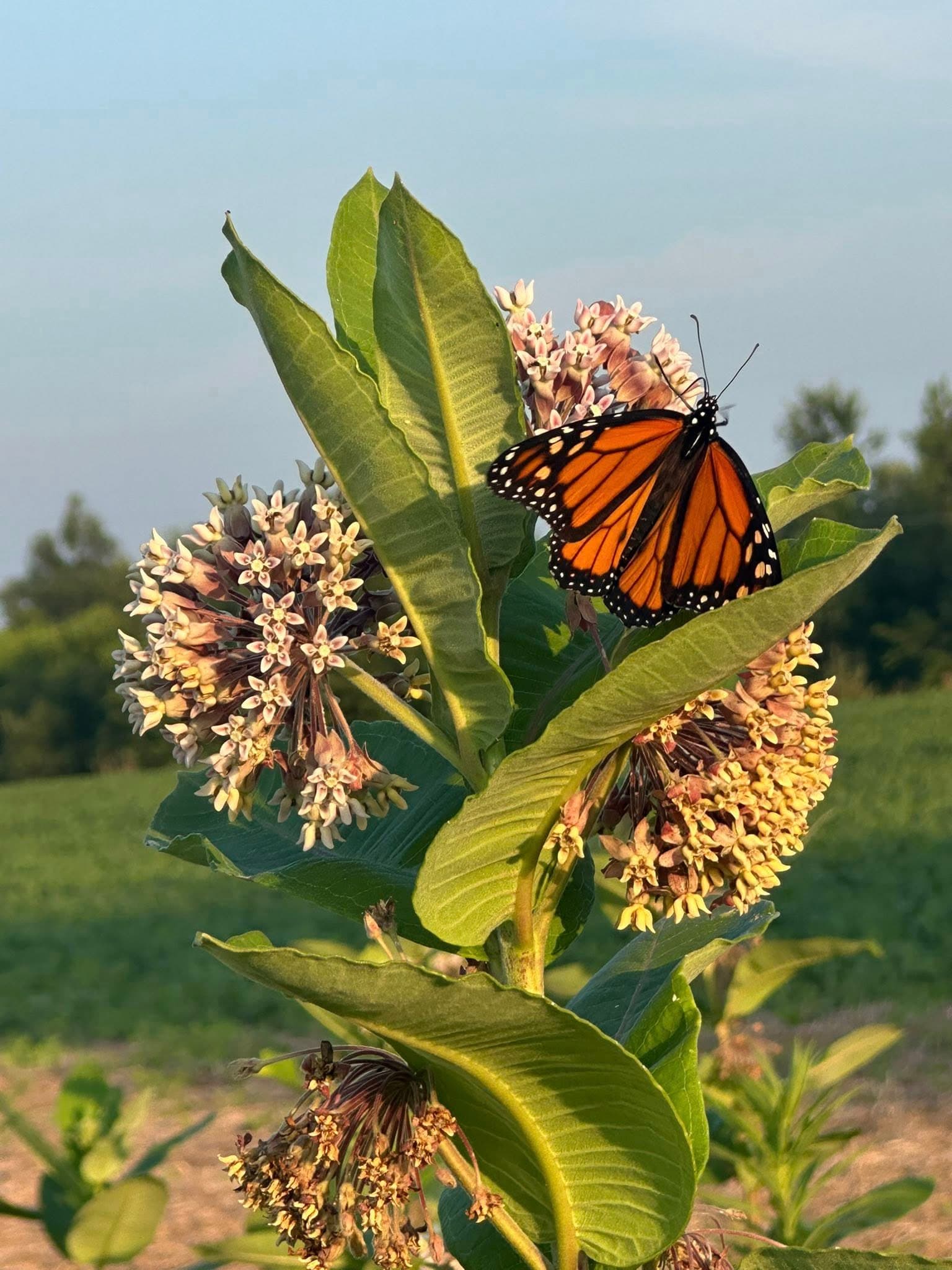 Monarch butterfly on milkweed — gentle and natural
