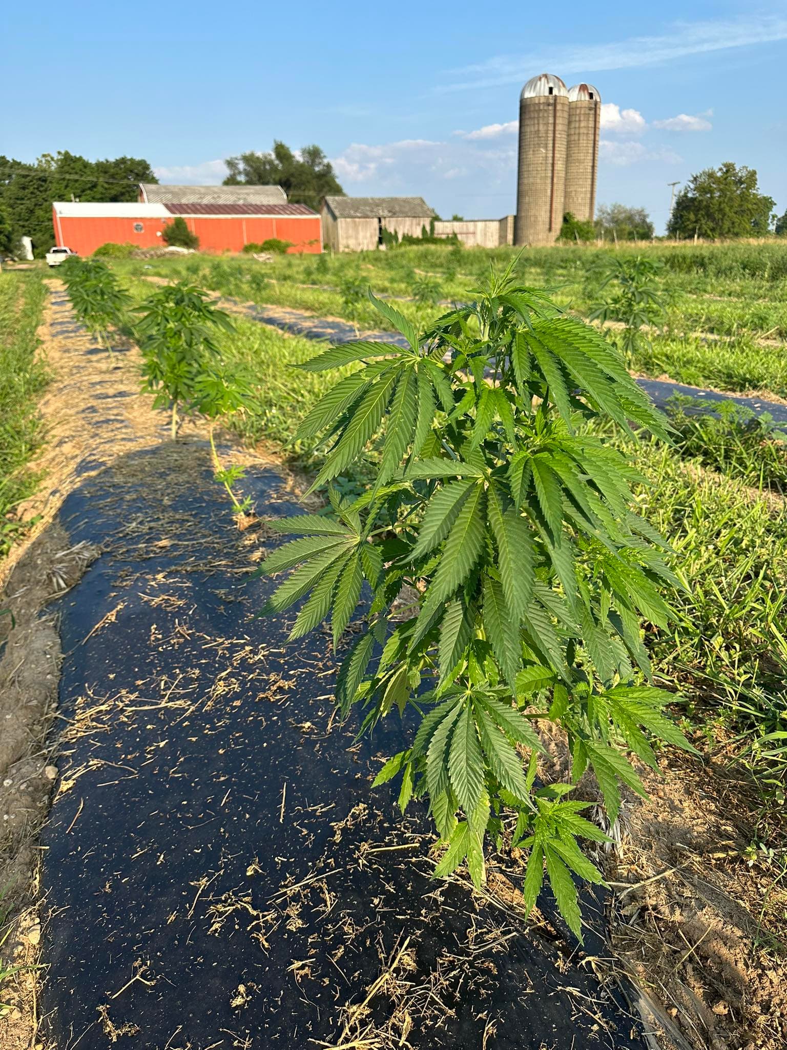 Young hemp plant growing in the field