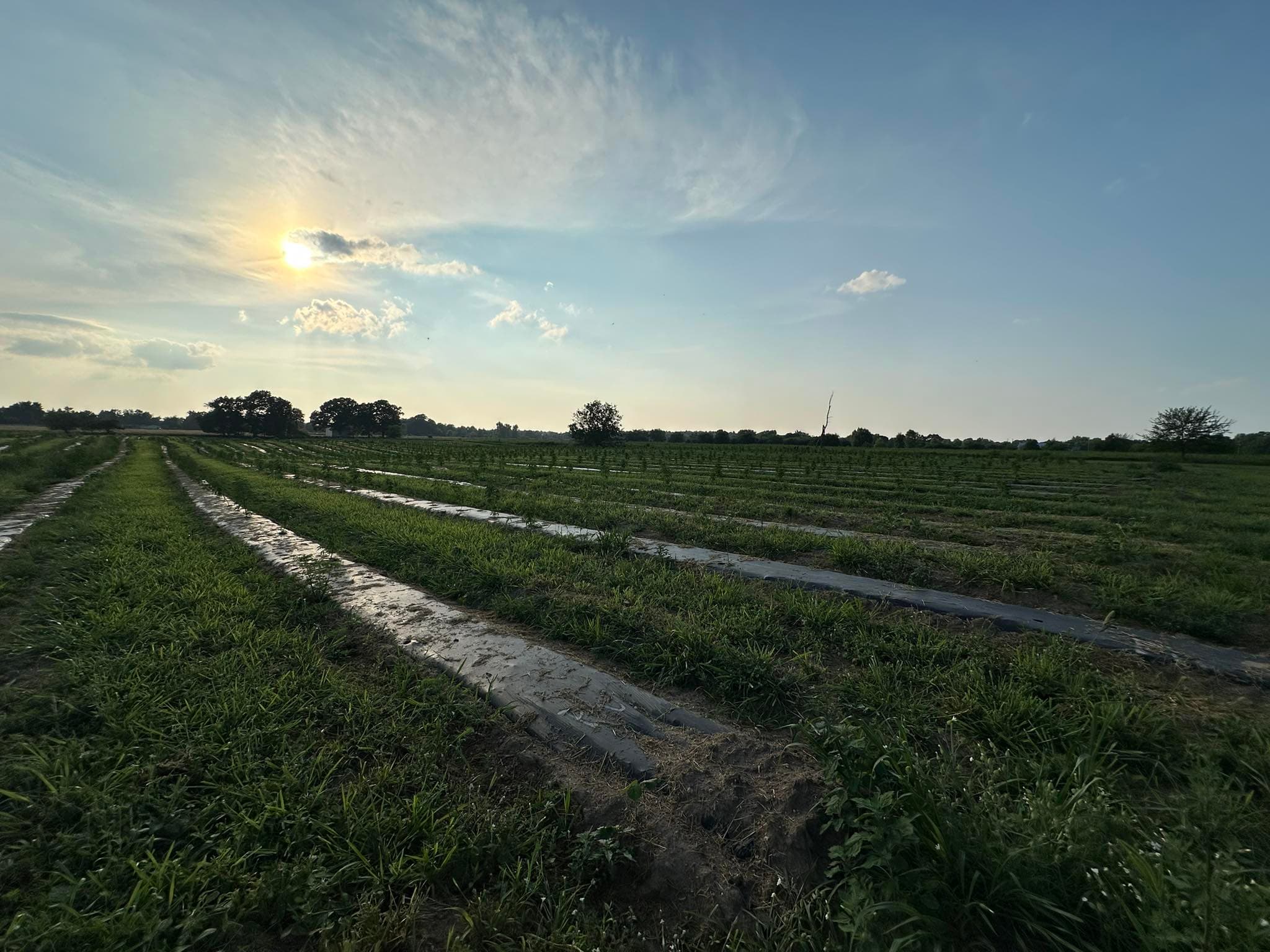 Young hemp plants growing at Lifestyle Family Farms