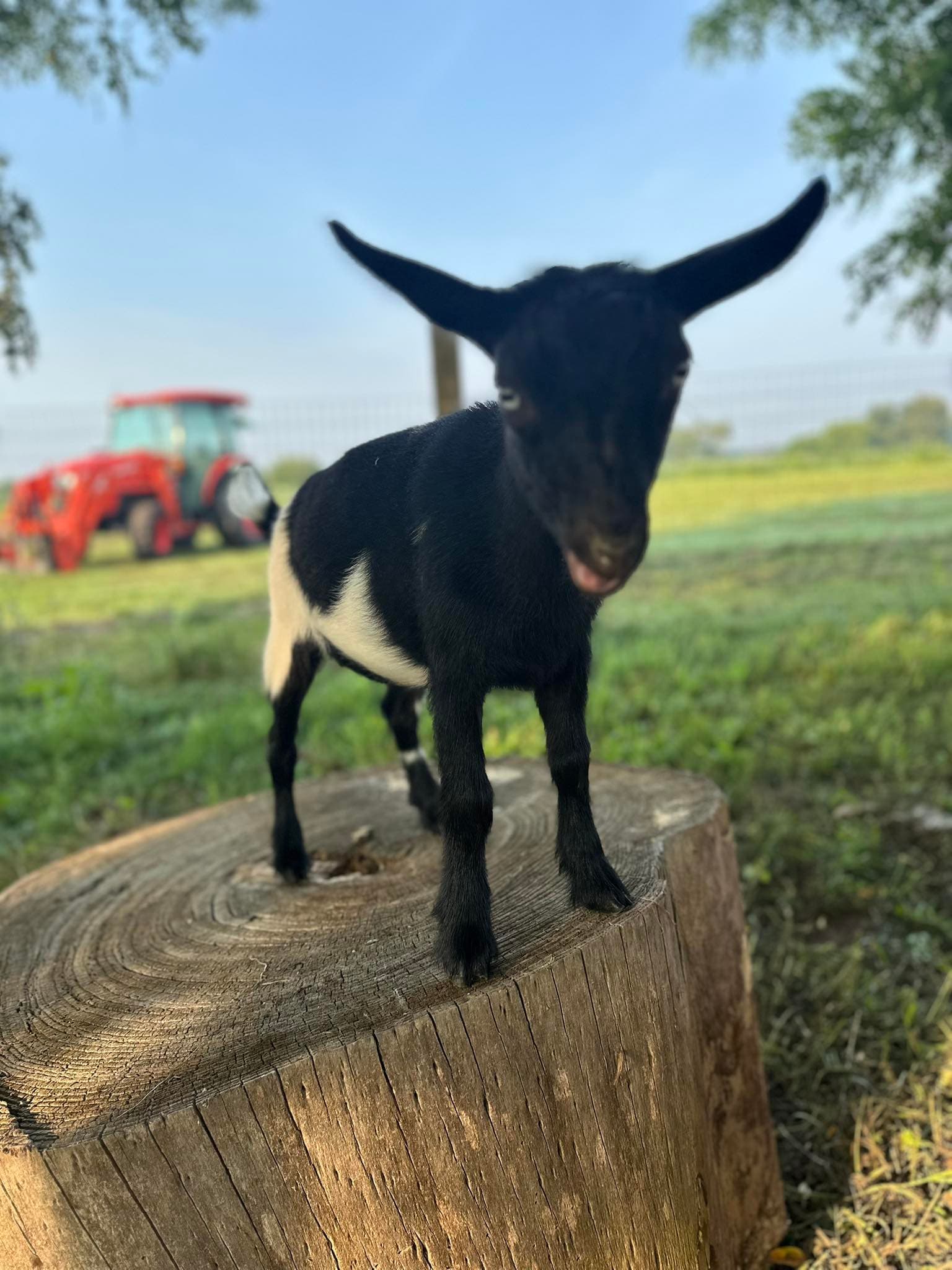 Baby goat standing on a tree stump