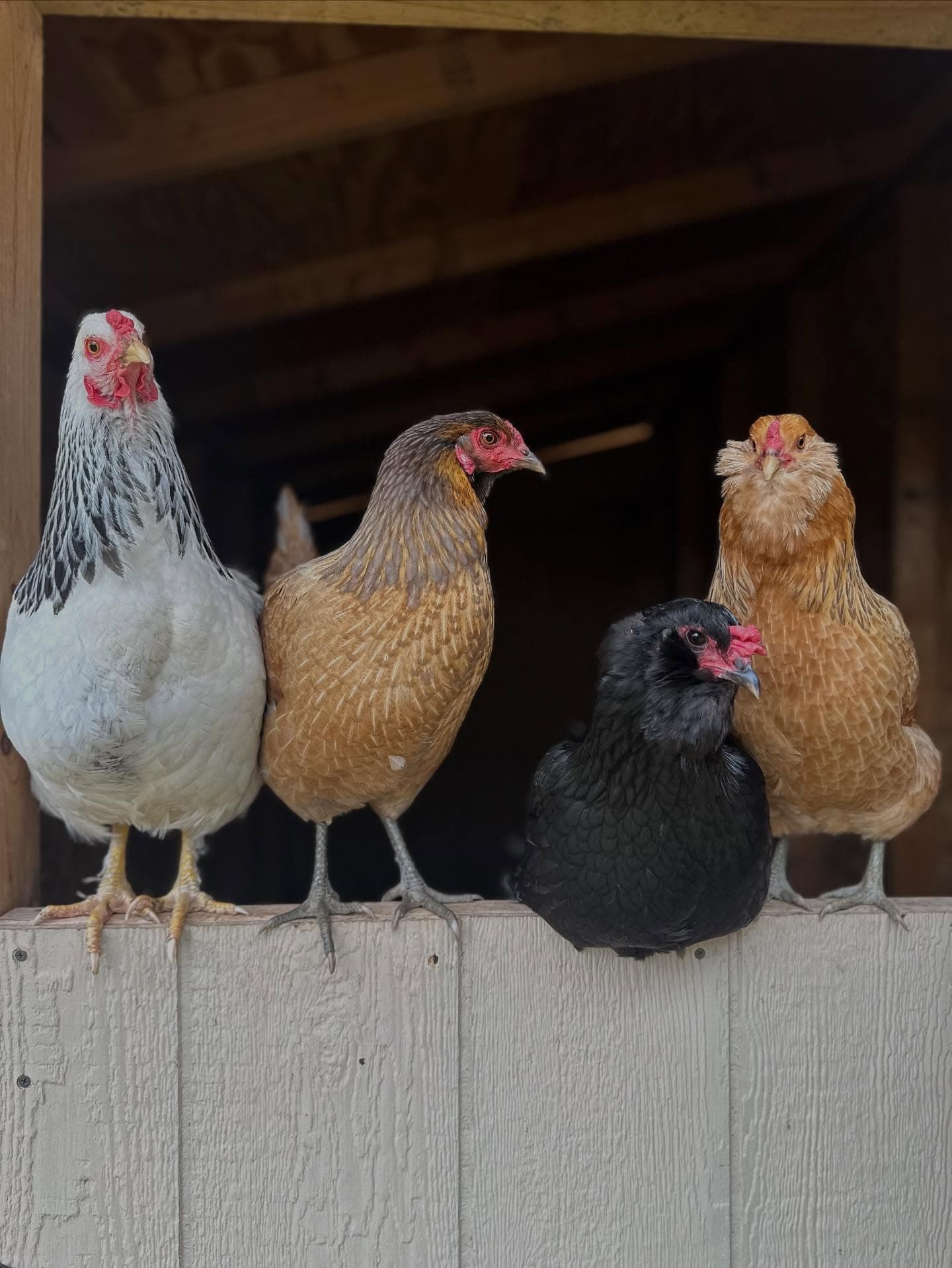 Chickens during morning feeding rounds