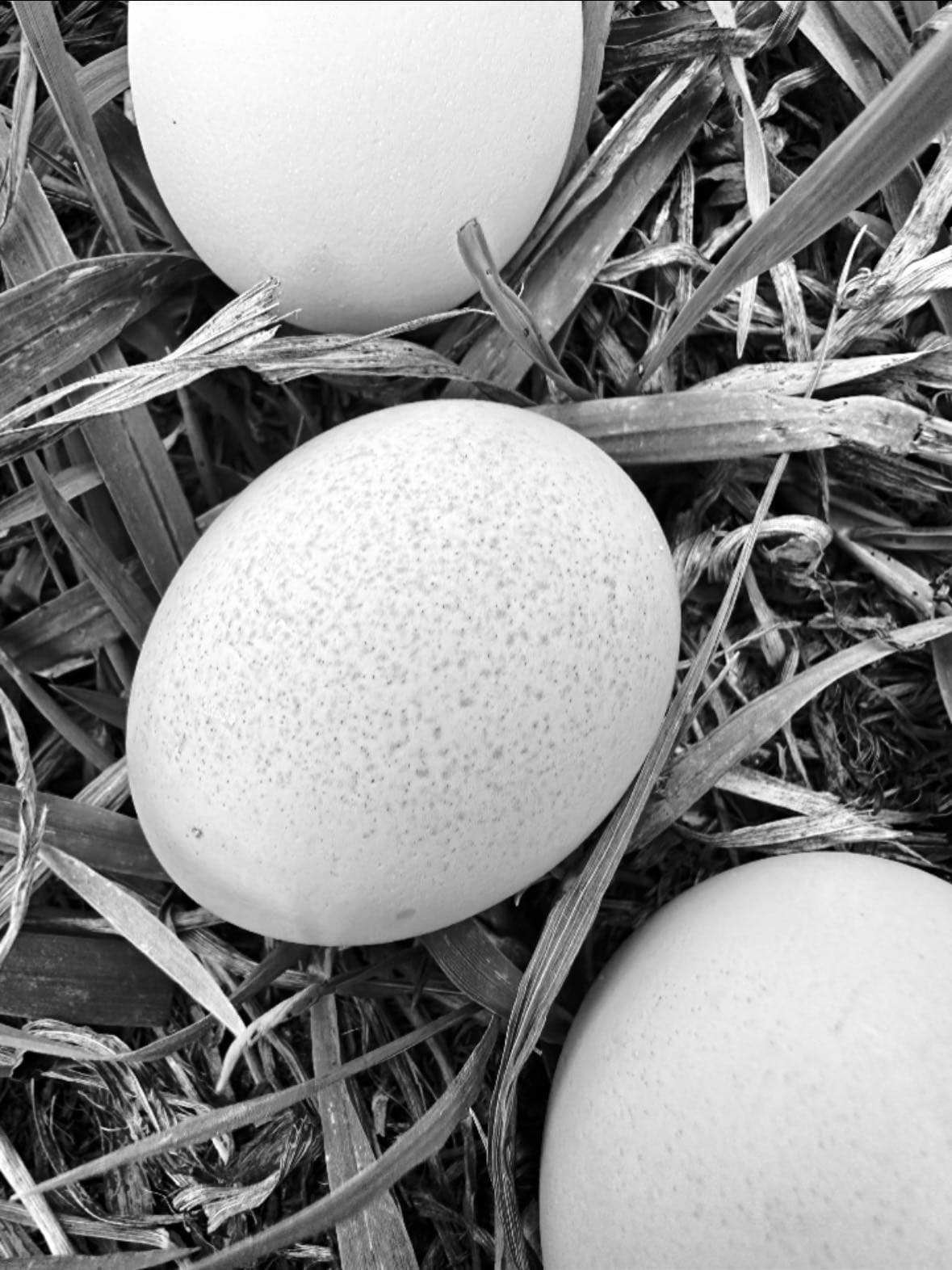 Fresh farm eggs in a basket