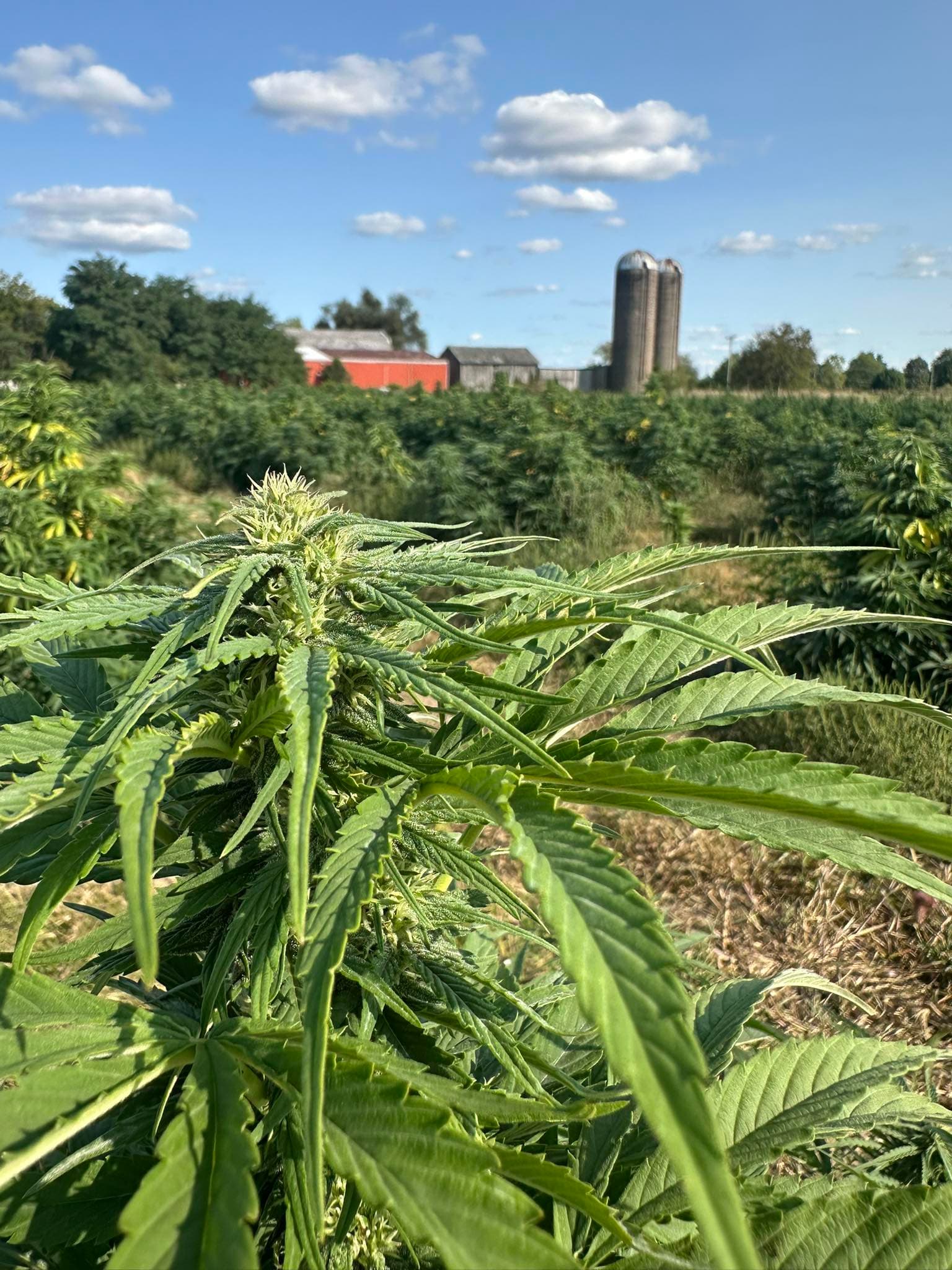 CBG flower with the barn in the distance