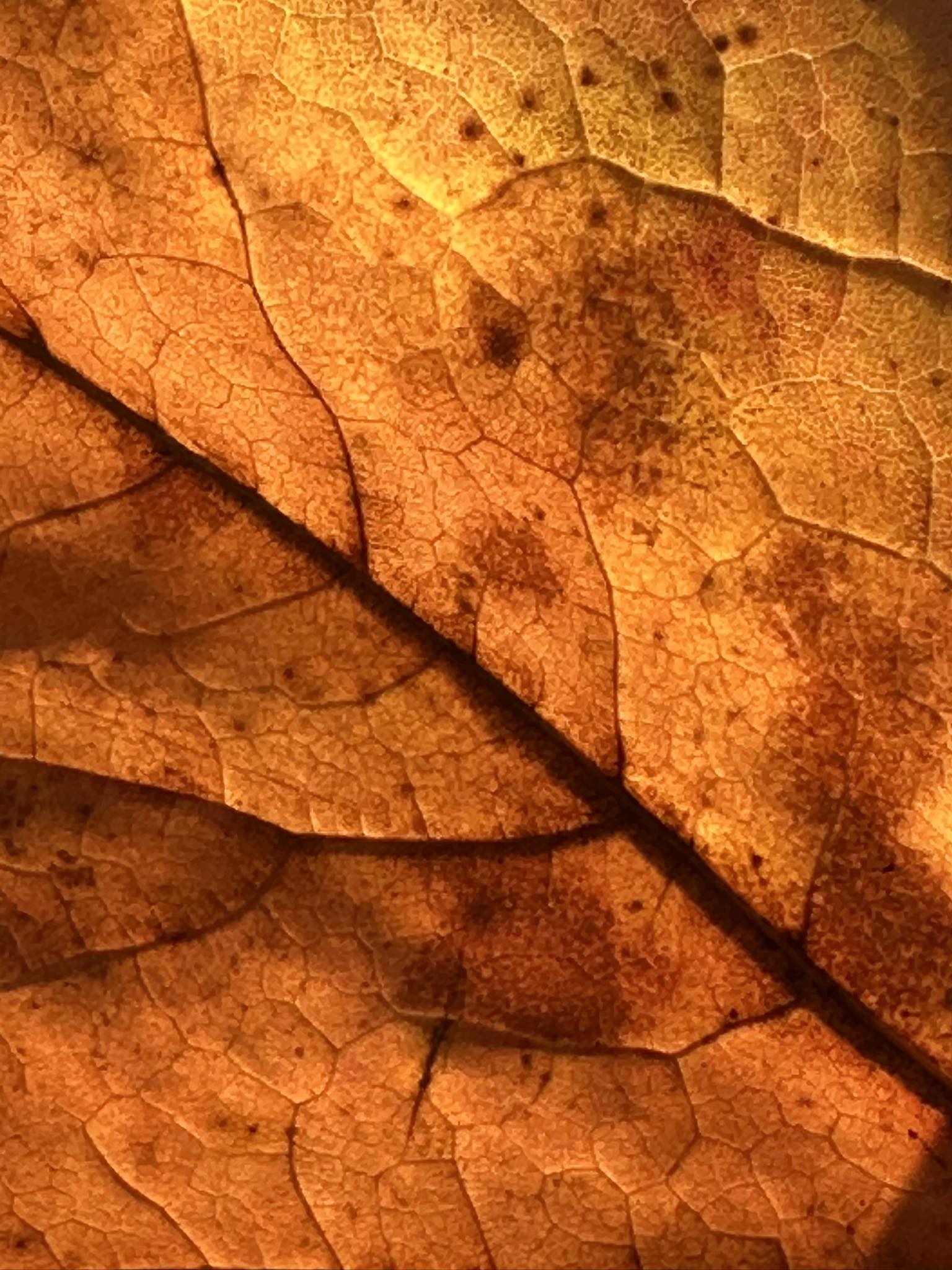 Macro shot of an autumn leaf