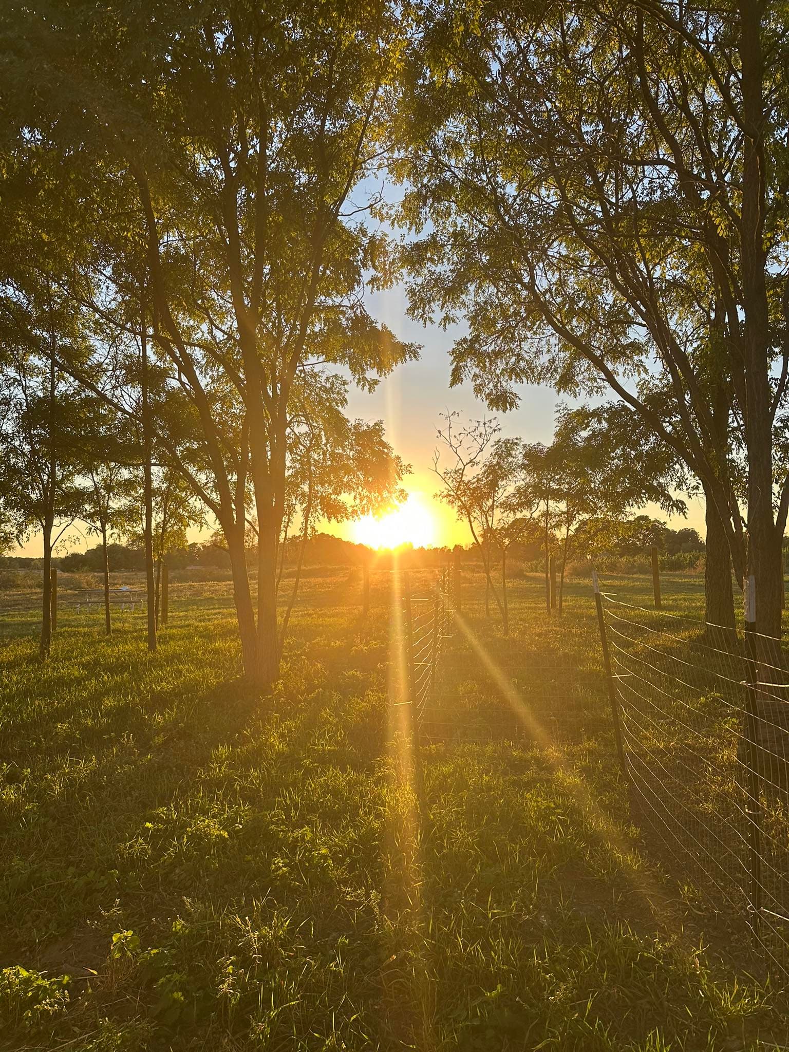 Golden sunset light filtering through trees