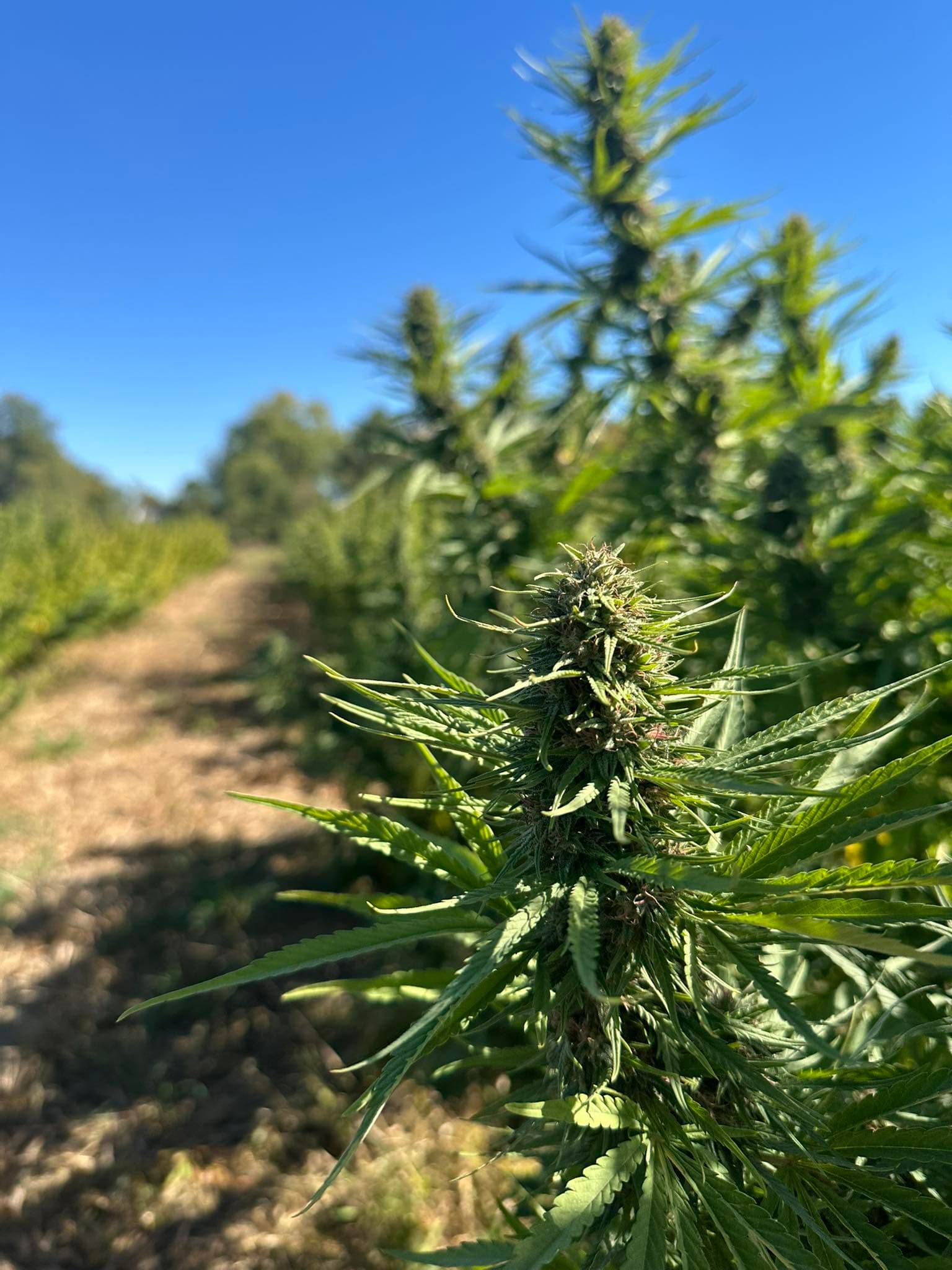 Hemp flower buds along a row with blue sky