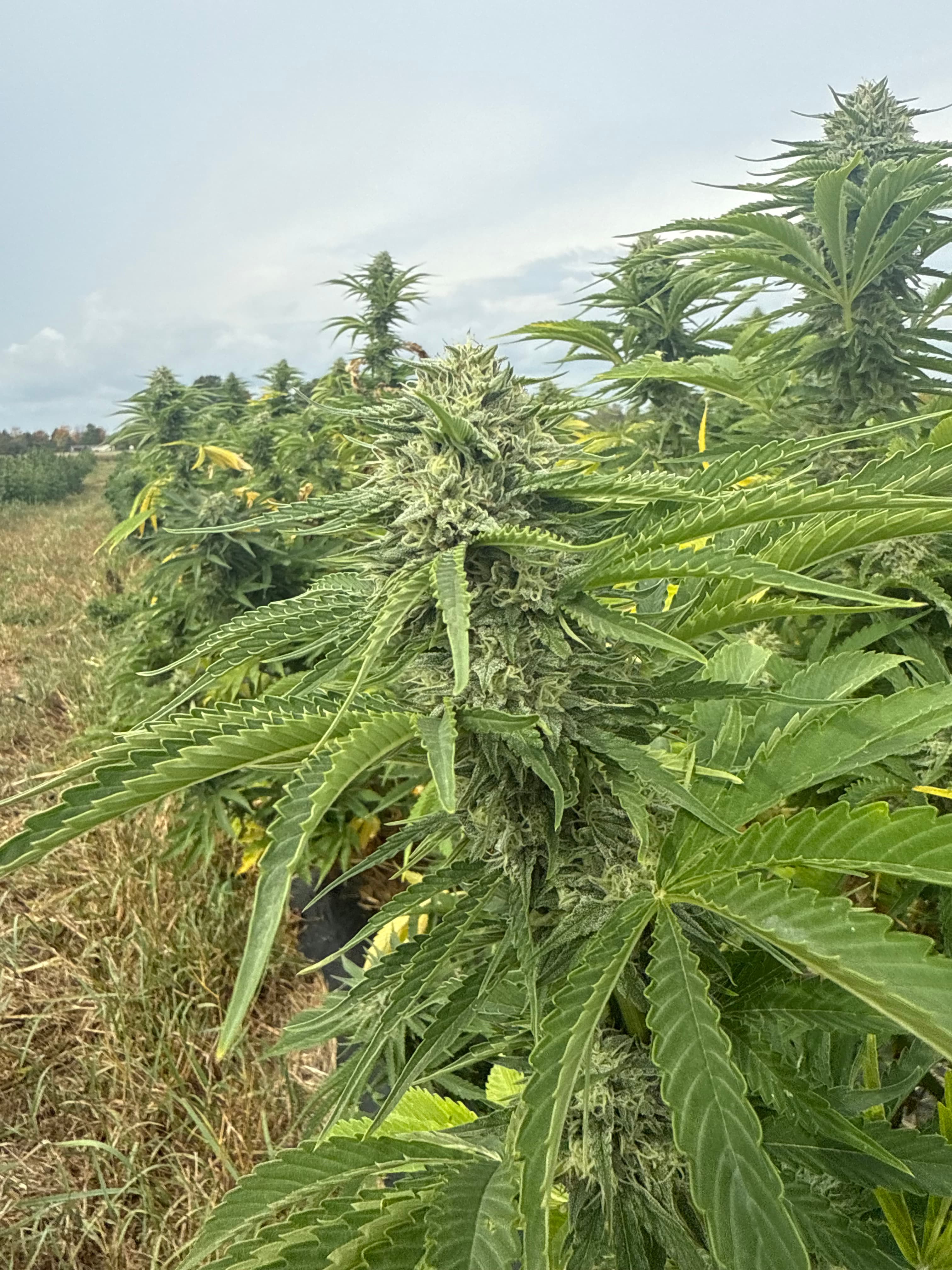 Close-up of hemp flower bud
