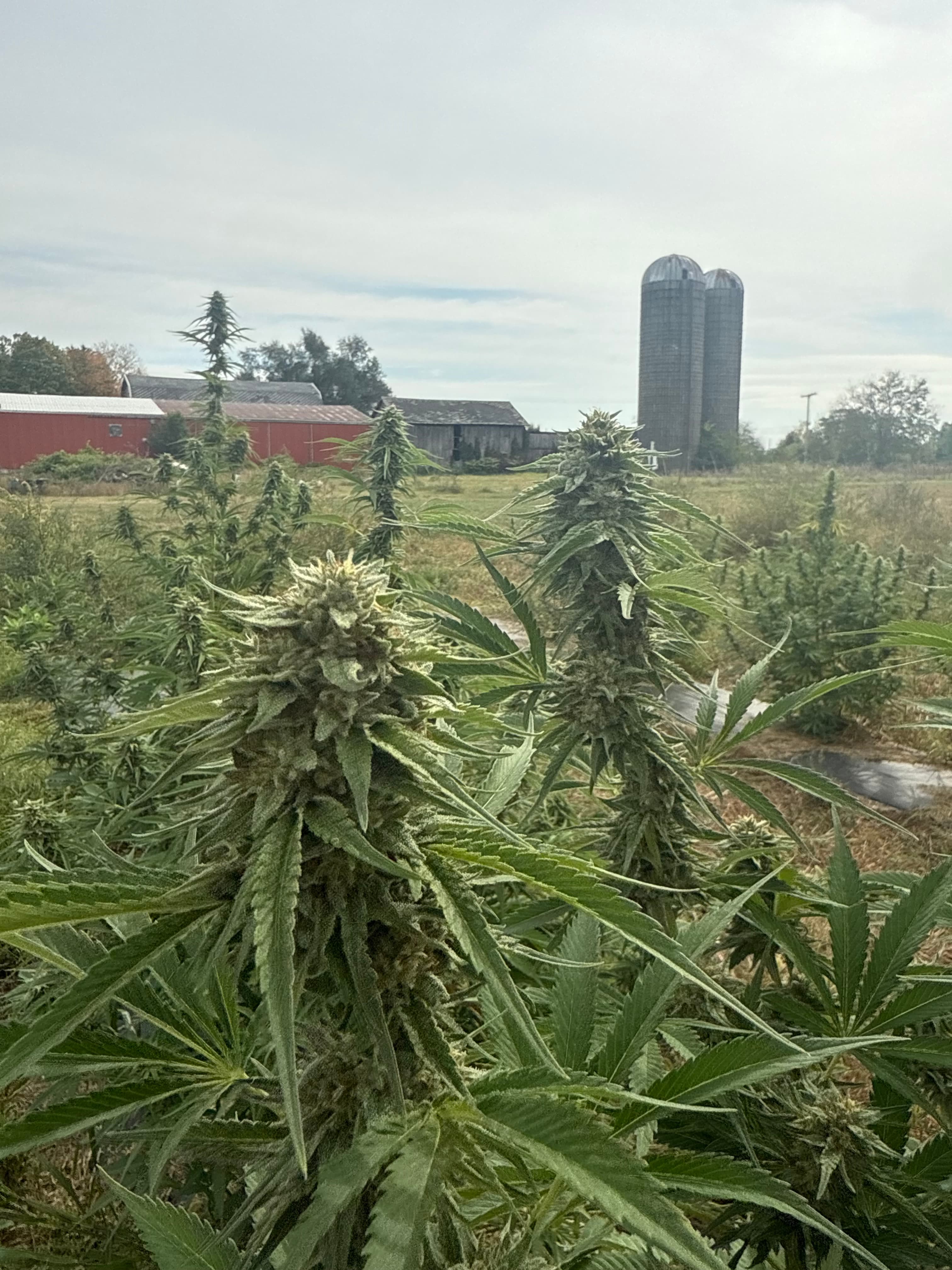 Hemp cola detail — lab testing context