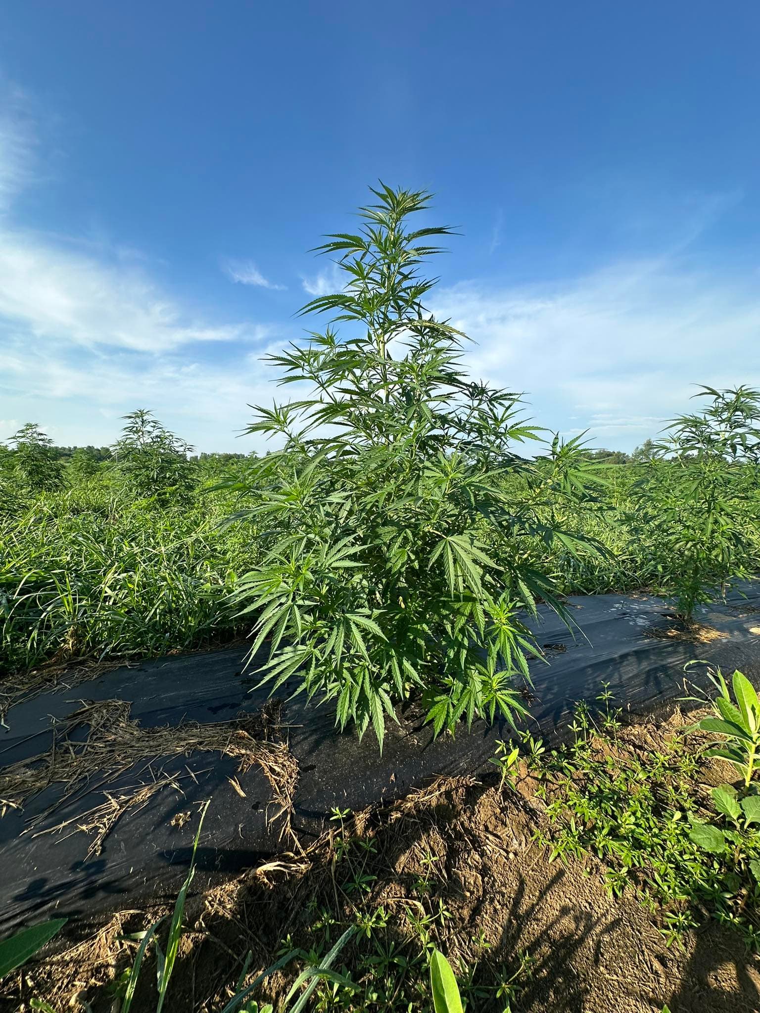 Hemp plant at Lifestyle Family Farms