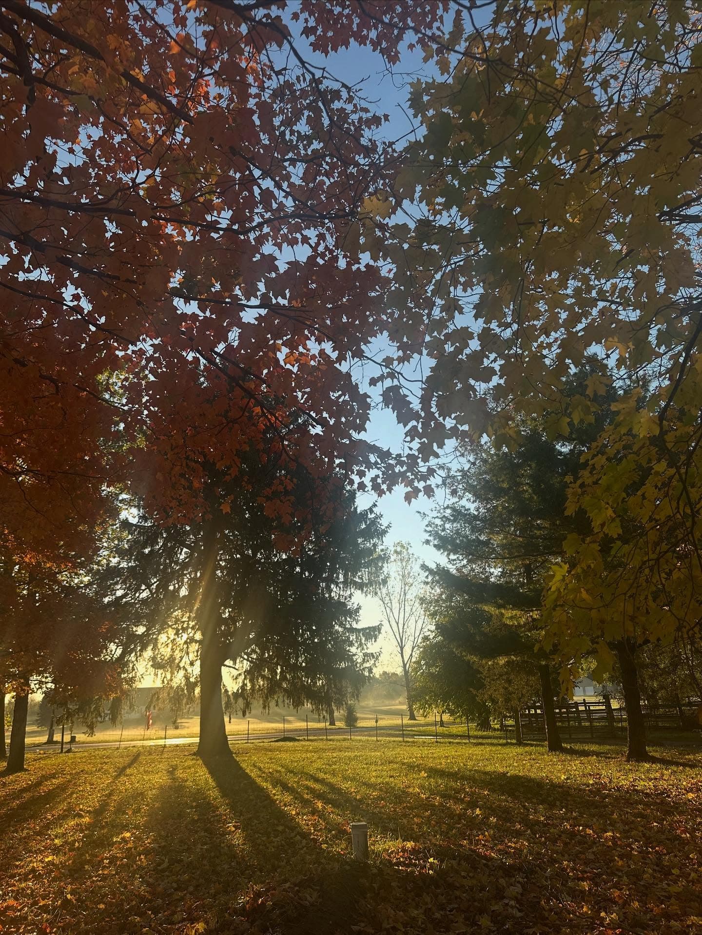 Autumn trees with golden morning sun at Lifestyle Family Farms